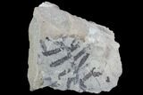 Detailed Silurian Fossil Algae (Leveillites) - Estonia #91894-1